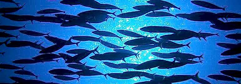 Hangi Ay Hangi Balık?