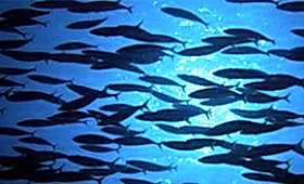 Okçulukta ''Hedef Paniği / Sarı Hastalığına'' Çözüm